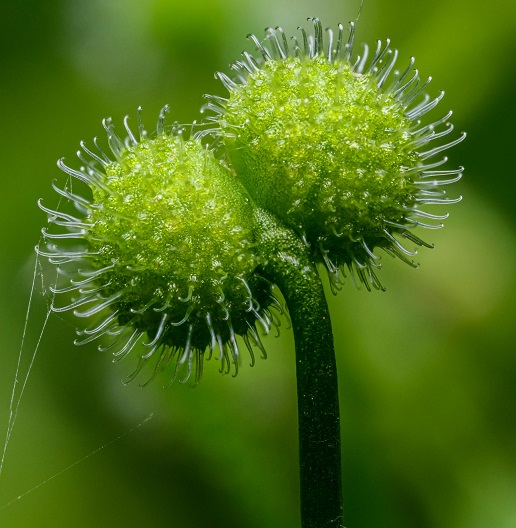 Galium Aparine Fruit