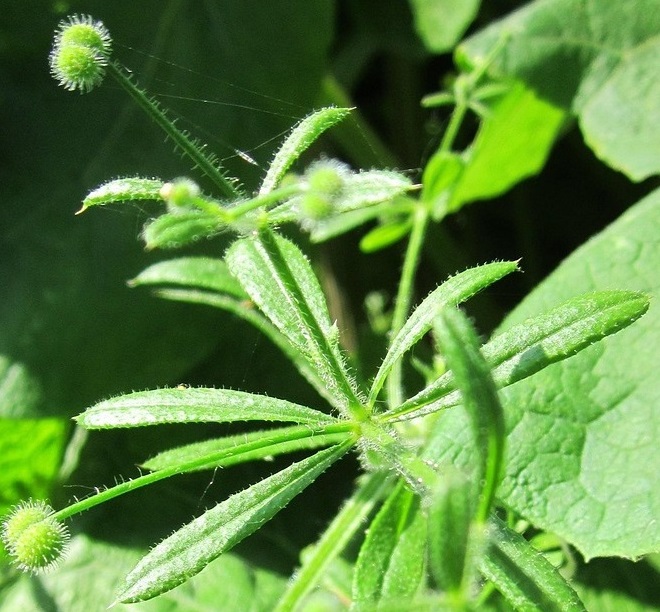 galium-aparine-plant